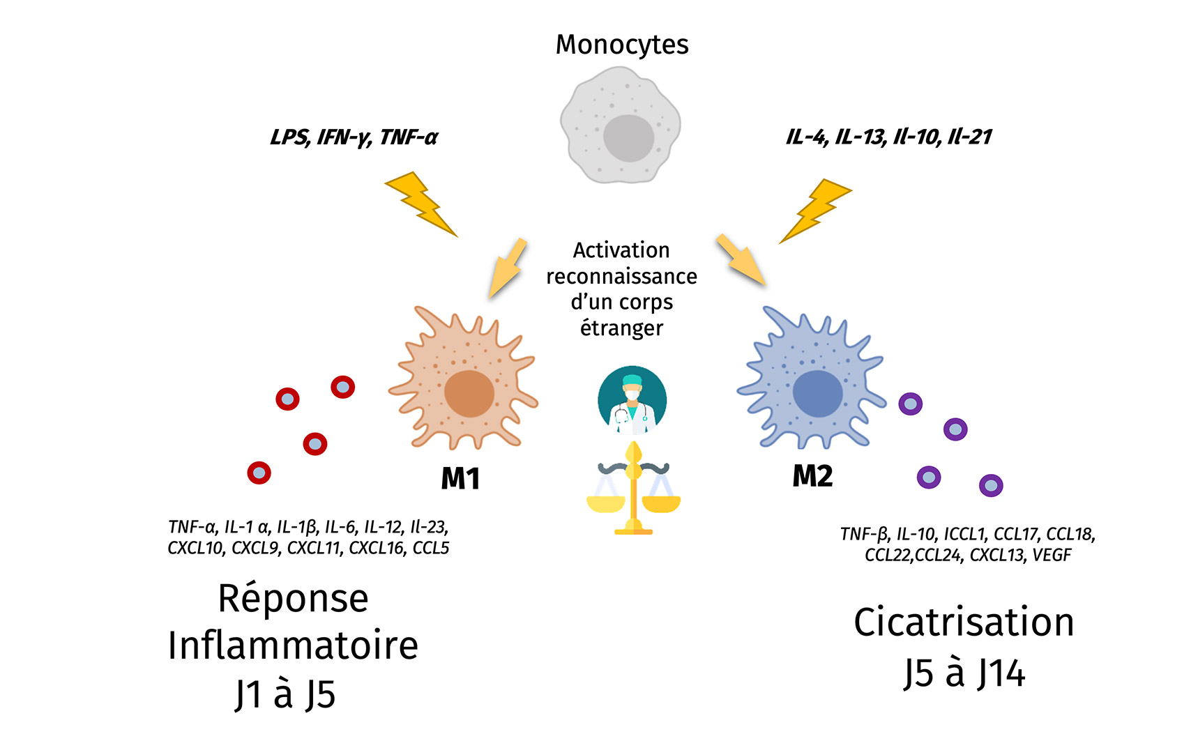 Schema-explication-sur-la-polarisation-des-macrophages-en-pheotypes-M1-et-M2-2